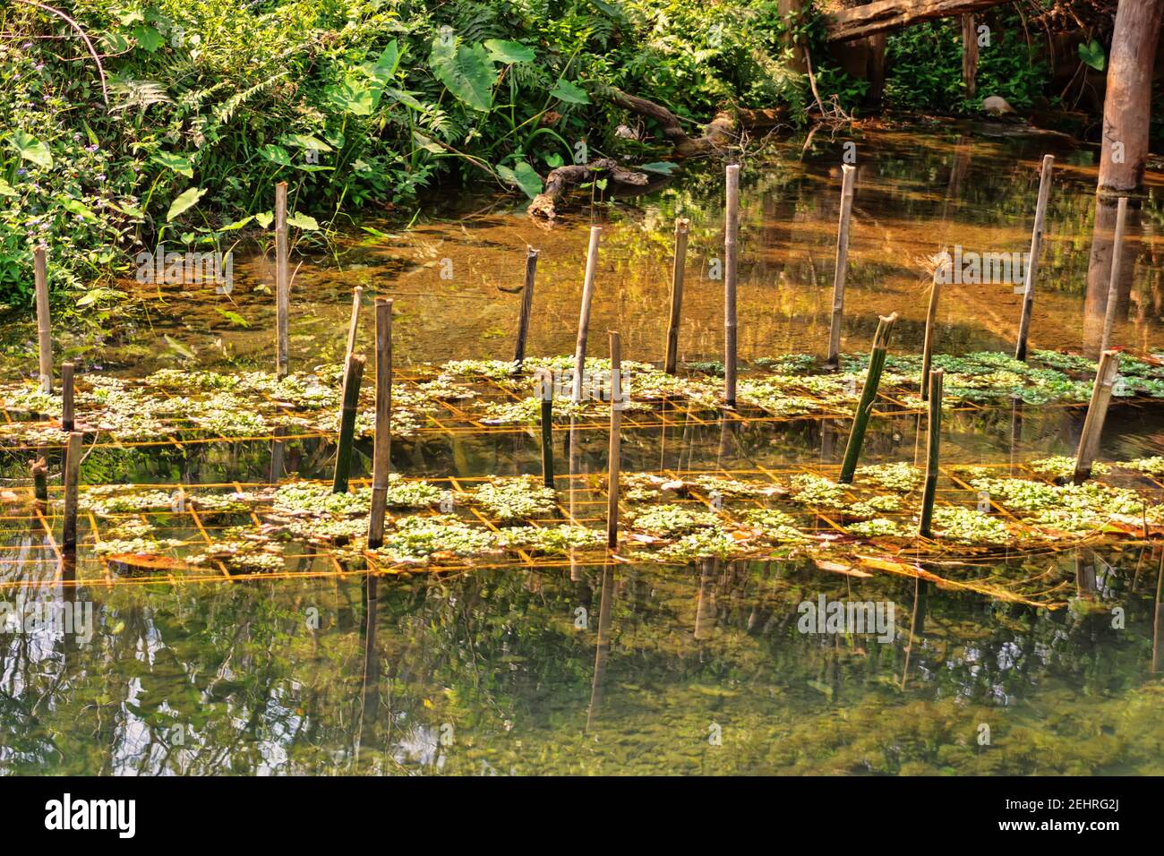 Aquaculture. pond cultivation of aquatic plants in Southeast Asia, Grow macrophytes of genuses Elodea, Aponogeton, Ludwigia, Vasora, Limnophila, Sagit Stock Photo