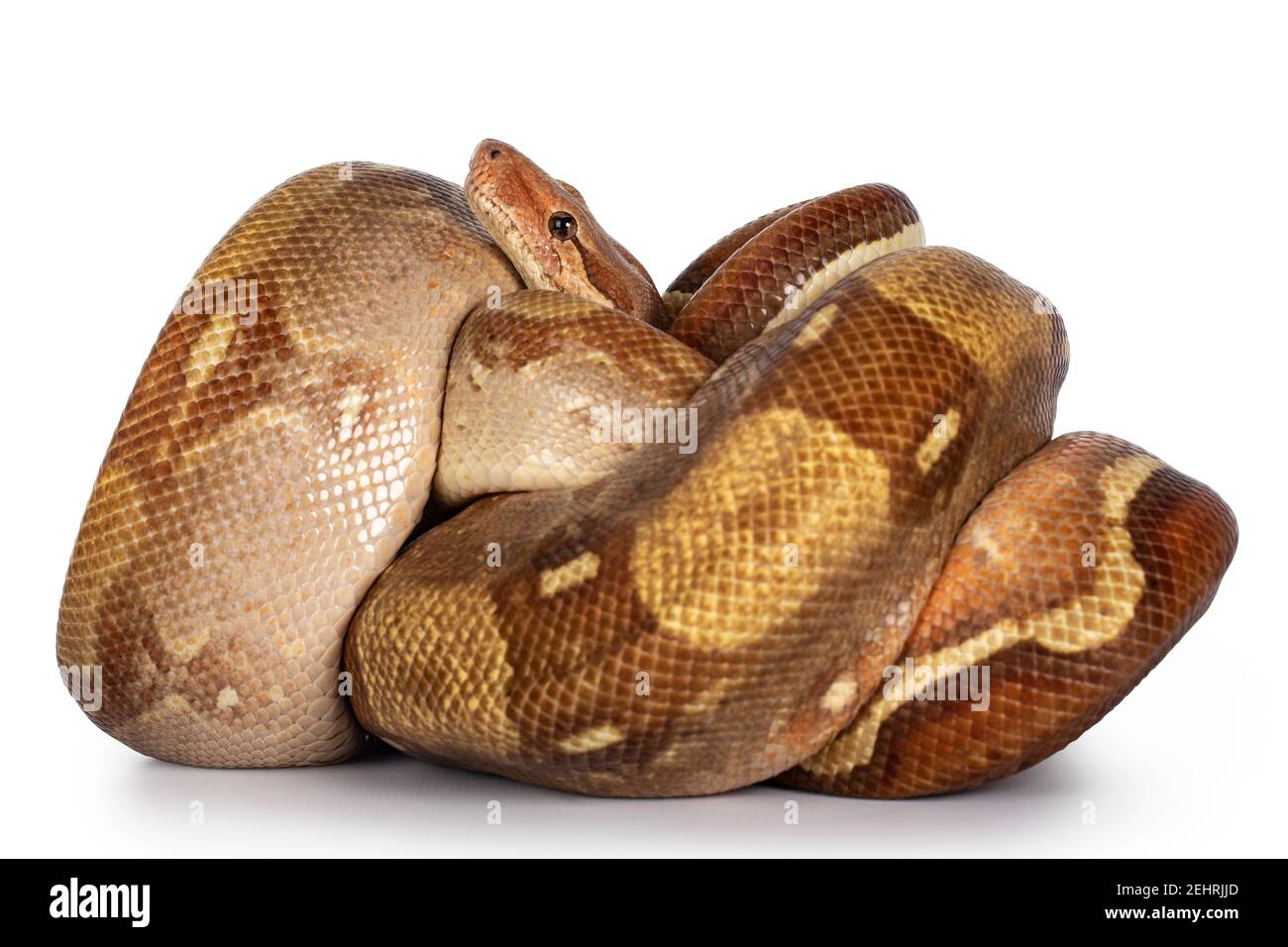 Albino boa constrictor hi-res stock photography and images - Alamy