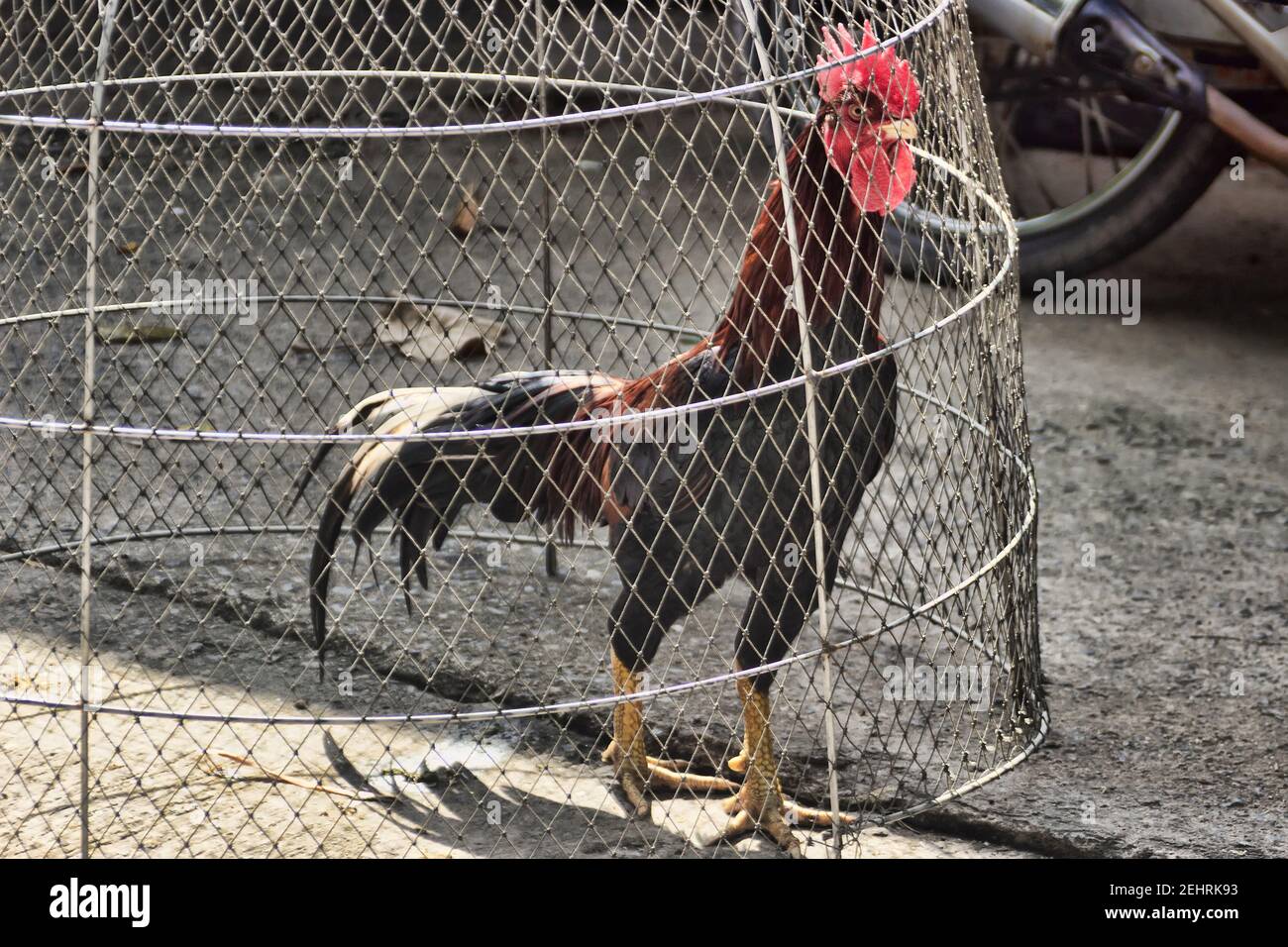red heeler strength unleashed in a wild battle that left every heart racing