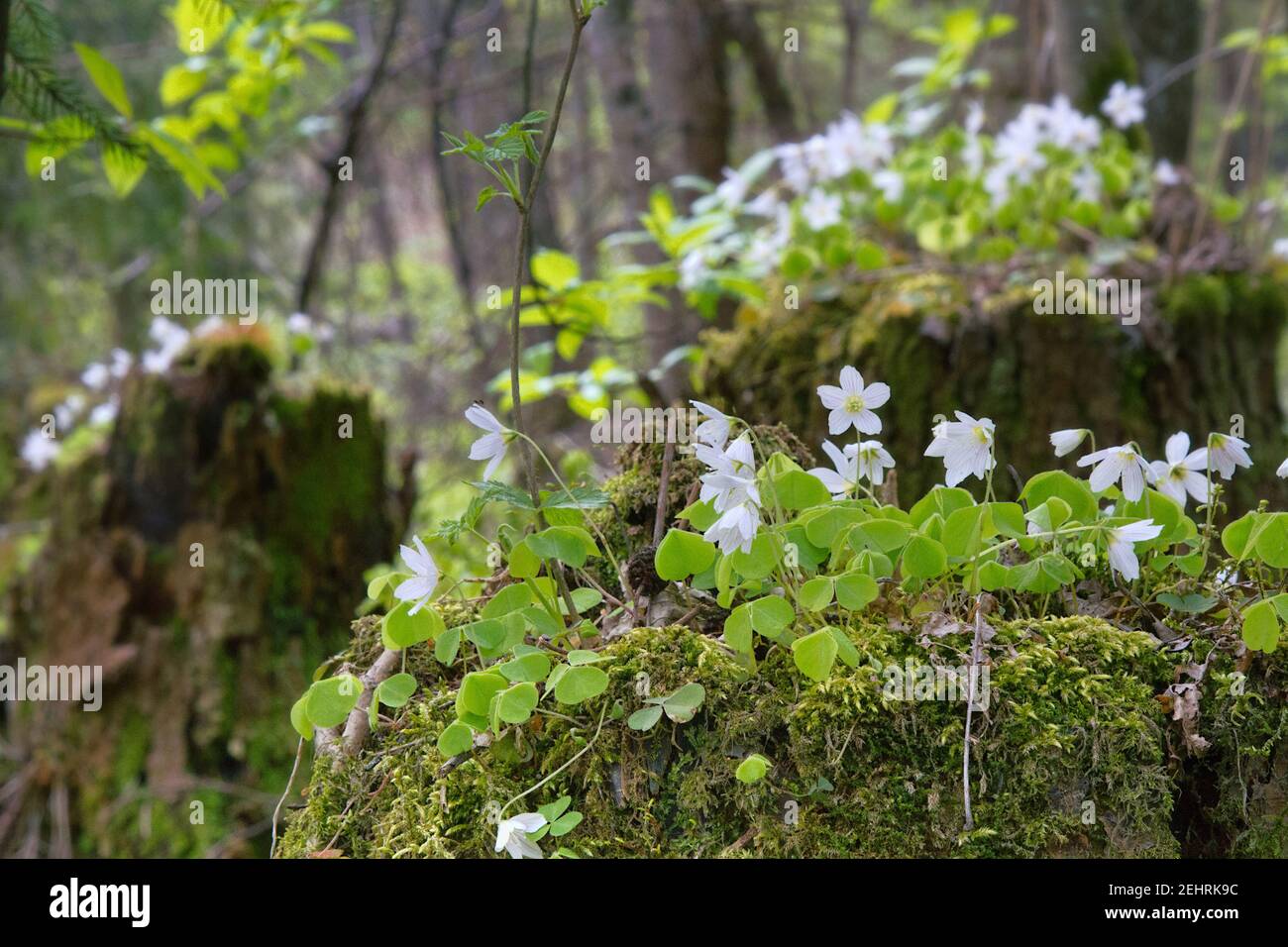 Shamrock (Oxalis acetosella) on beautiful mossy stumps. Natural flowerbed. Plant of Europe and Asia shady dark coniferous forests. Medicinal plant: an Stock Photo