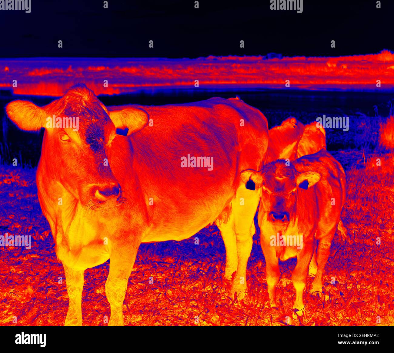 Cattle in a pasture Scanning the animal's body temperature with a