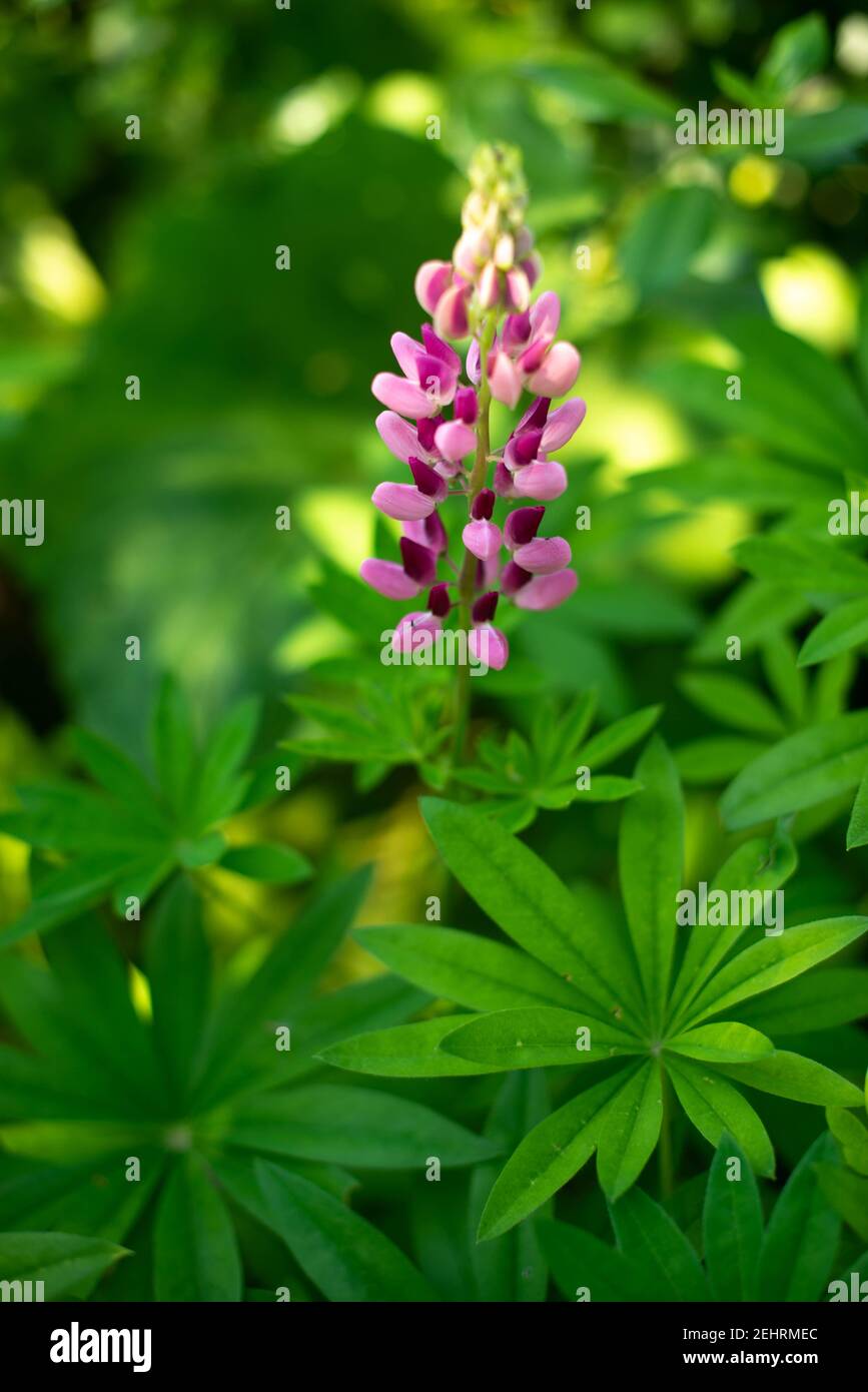 a speckled purple flower against the background of green leaves Stock Photo