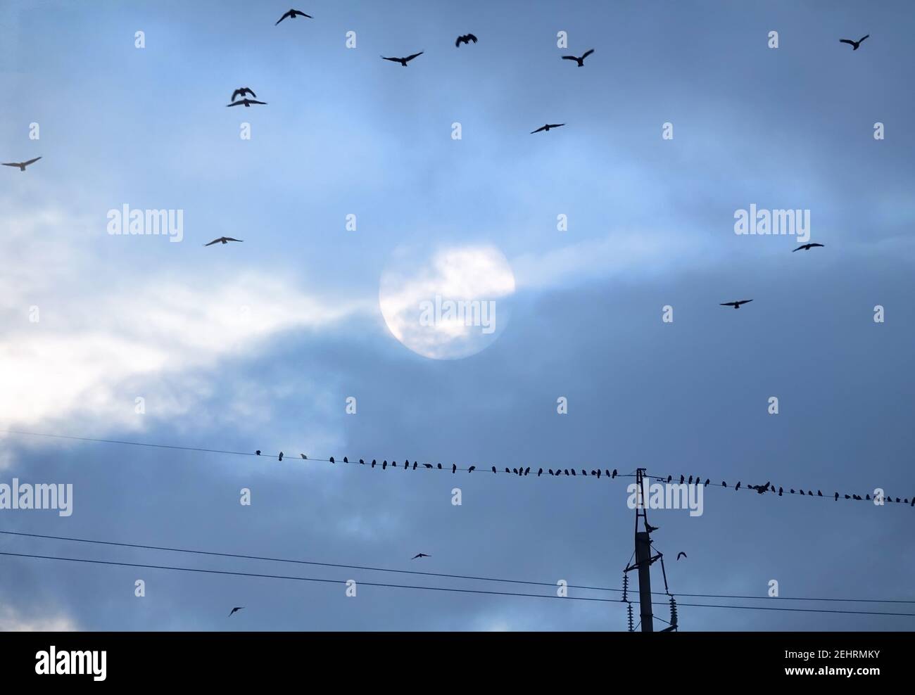 A flock of rooks in the sky and on electrical wires. Misty sun behind the clouds Stock Photo