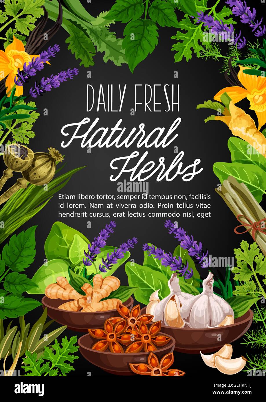 Natural herbs and organic seasonings for cooking. Vector poppy seeds,  ginger root or horseradish and anise in bowl, lavender flavoring or garlic  and n Stock Vector Image & Art - Alamy