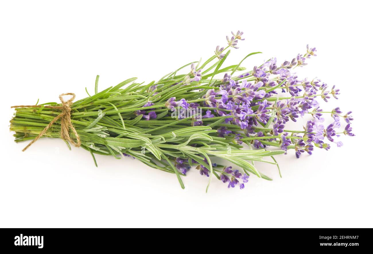 Lavender flowers bundle on a white background Stock Photo - Alamy