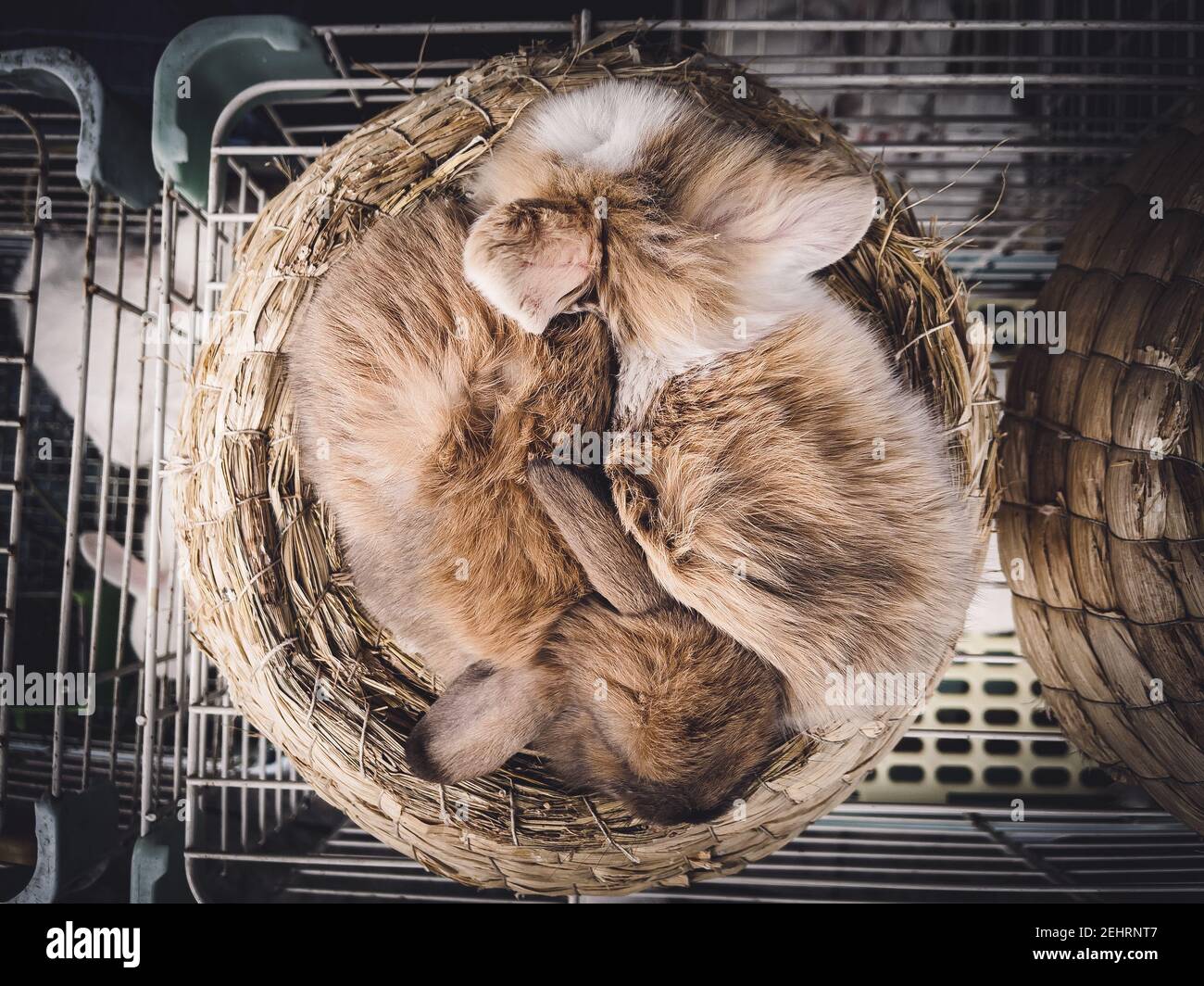 Two rabbits sleeping hi-res stock photography and images - Alamy