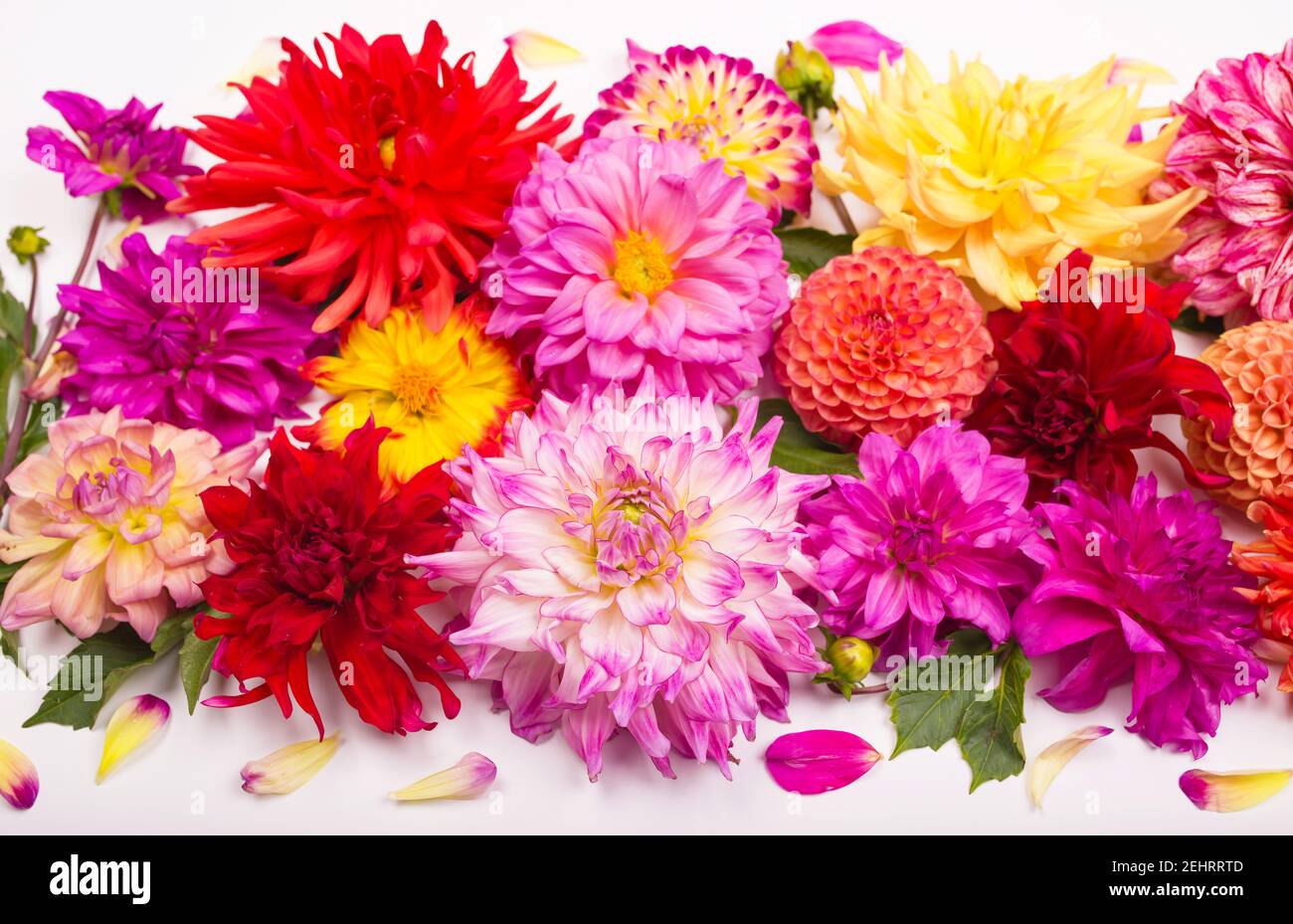 Deautiful flower dahlia isolated on a white background Stock Photo - Alamy