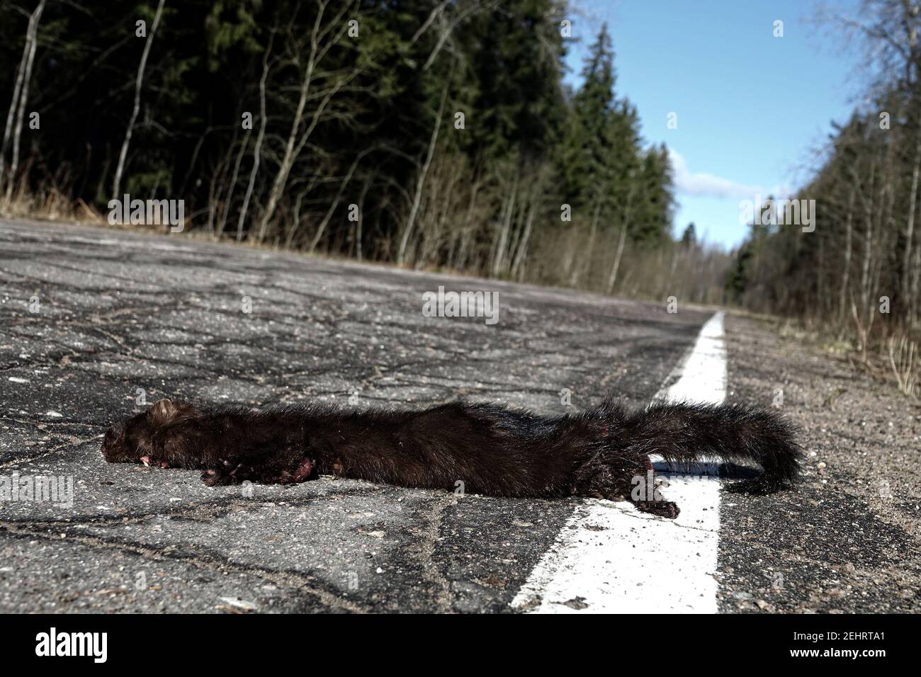 Mammals as victims of cars on roads. American mink (Mustela vison) hit