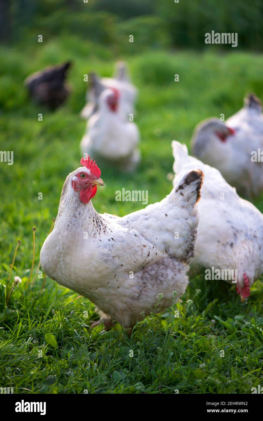 Rooster and Chickens. Free Range Cock and Hens Stock Photo Alamy