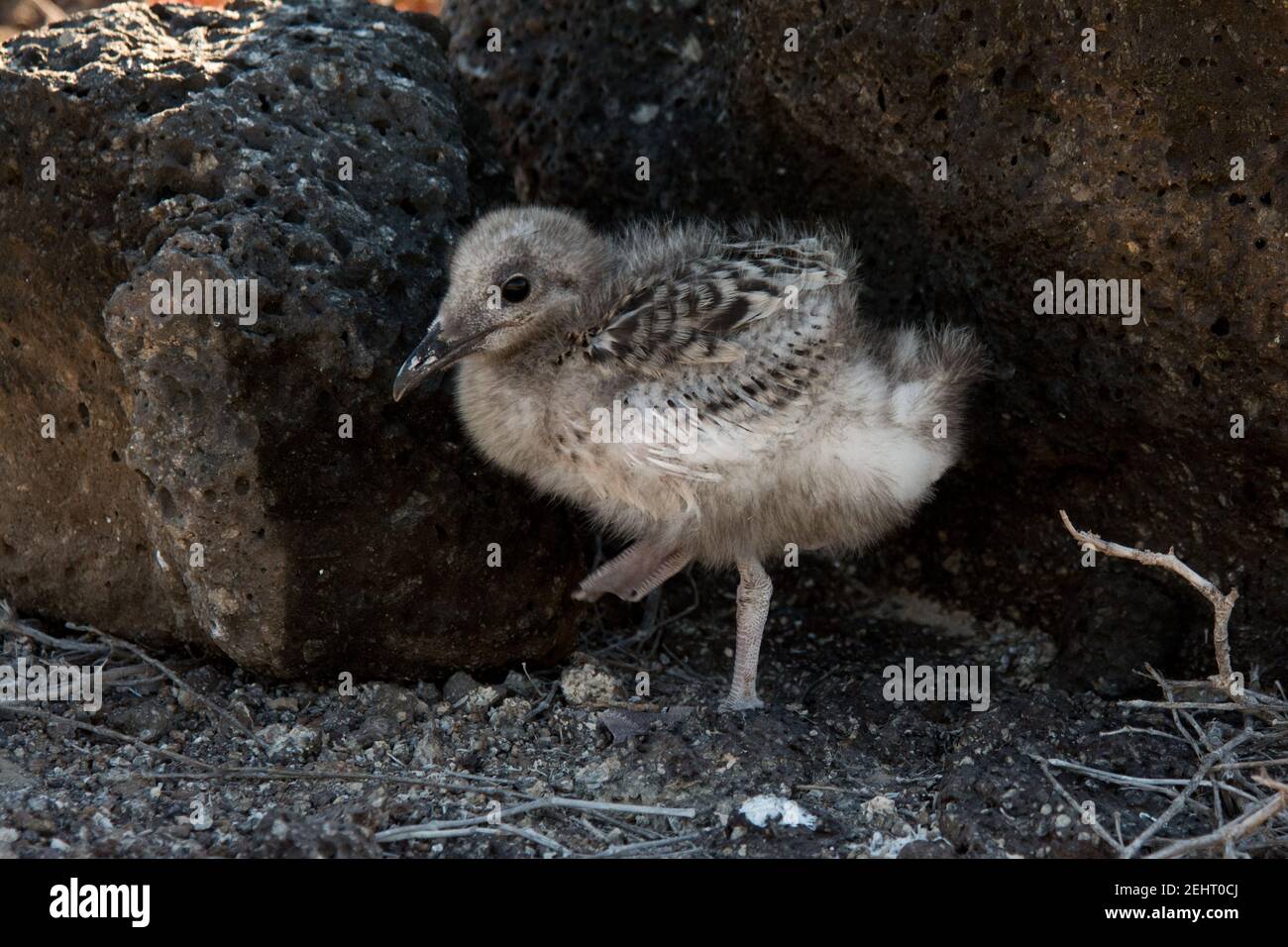 Swallow-tailed gull chick standing on lava rocks at the coast of South Plaza at the Galapagos Islands. Stock Photo
