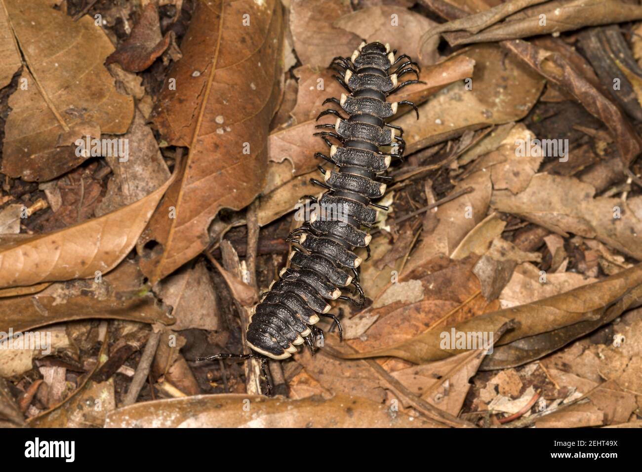 Polydesmid millipede aka flat-backed millipede, Amazon rainforest, Napo river, Yasuni, Yasuni National Park, Ecuador, Stock Photo