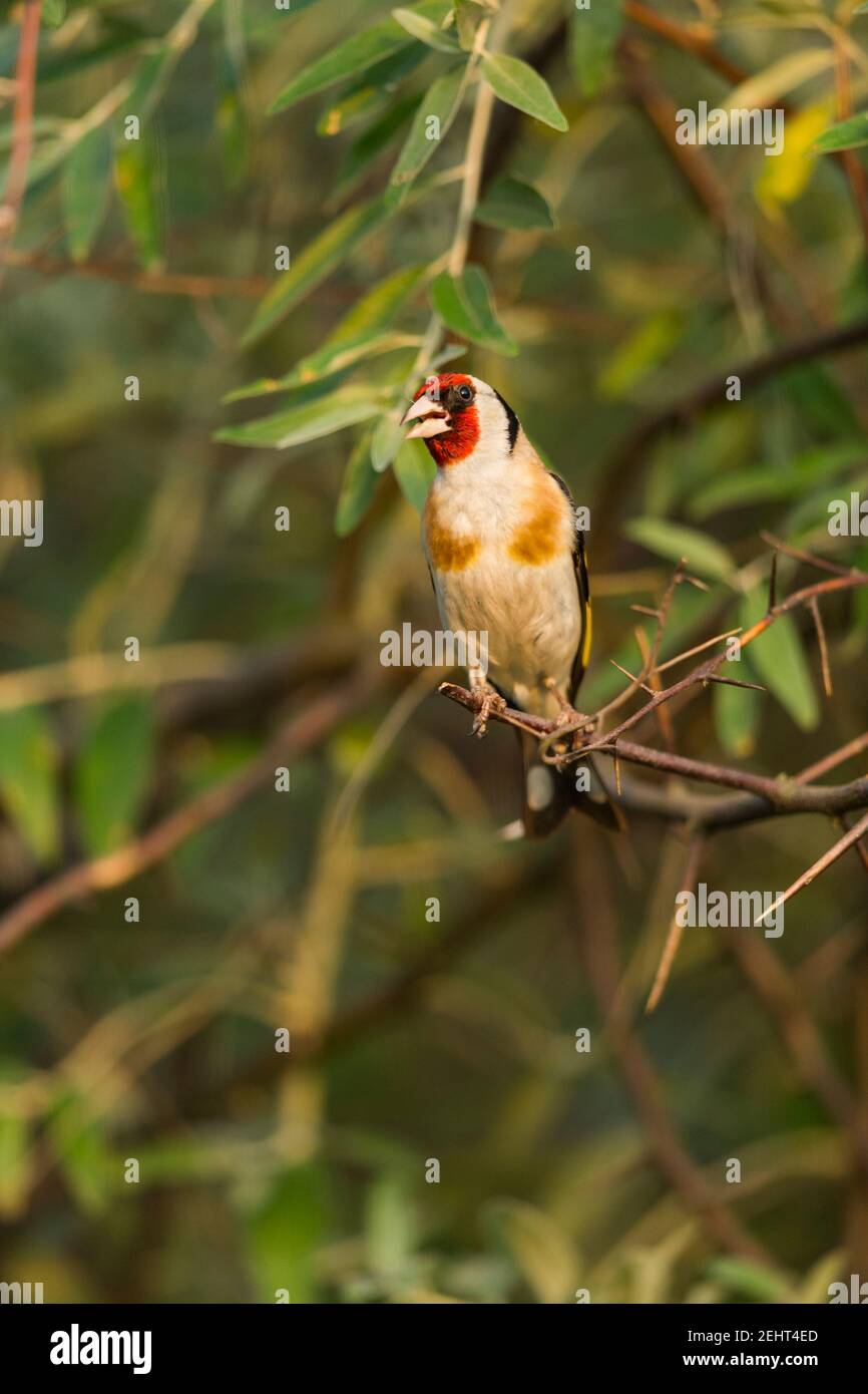 European goldfinch Carduelis carduelis, adult perched in scrub, Tiszaalpár, Hungary, July Stock Photo