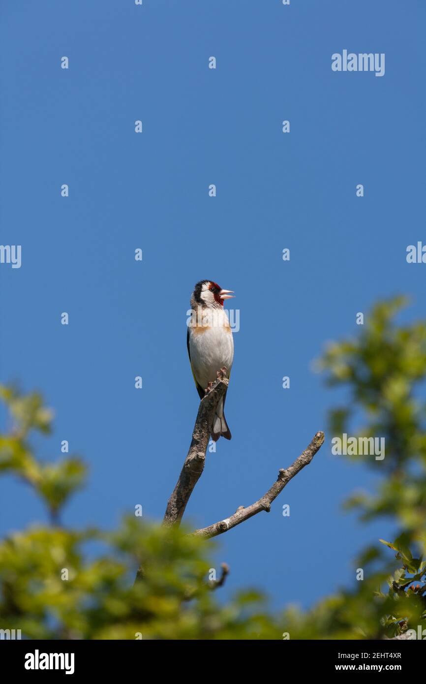 European goldfinch Carduelis carduelis, singing from perch, Elmsley, Weston-Super-Mare, Somerset, June Stock Photo