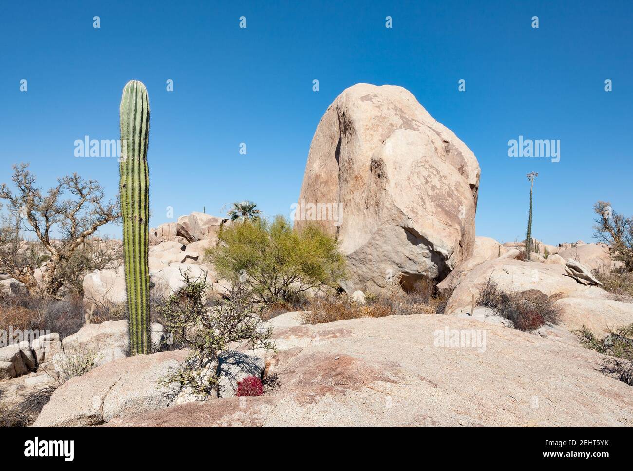 Cardon cactus, elephant tree, cirio boojum tree, palm tree and fire barrel cactus surround a rock, Baja California, Mexico Stock Photo