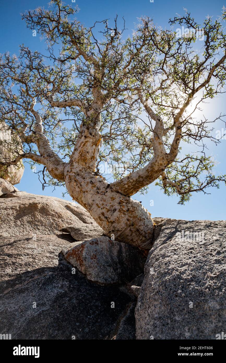 Backlit elephant tree Bursera microphylla growing from a rock crevice in Baja California, Mexico Stock Photo
