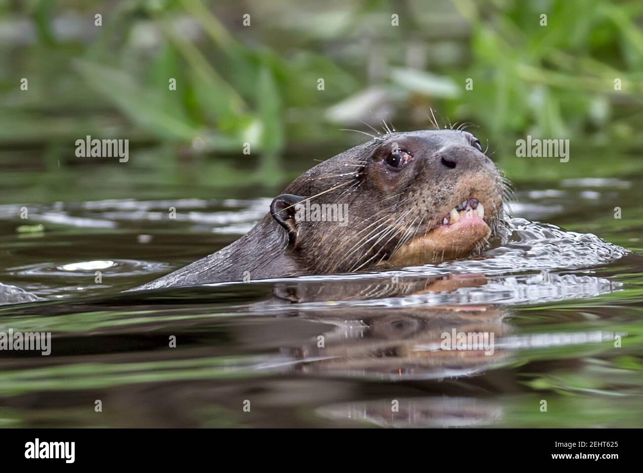 Endagered Giant Otter Or Giant River Otter Pteronura Brasiliensis Is A South American Carnivorous Mammal Napo River Amazon Rainforest Yasuni Nati Stock Photo Alamy Endagered Giant Otter Or Giant River Otter Pteronura Brasiliensis Is A South American Carnivorous Mammal Napo River Amazon Rainforest Yasuni Nati Stock Photo Alamy