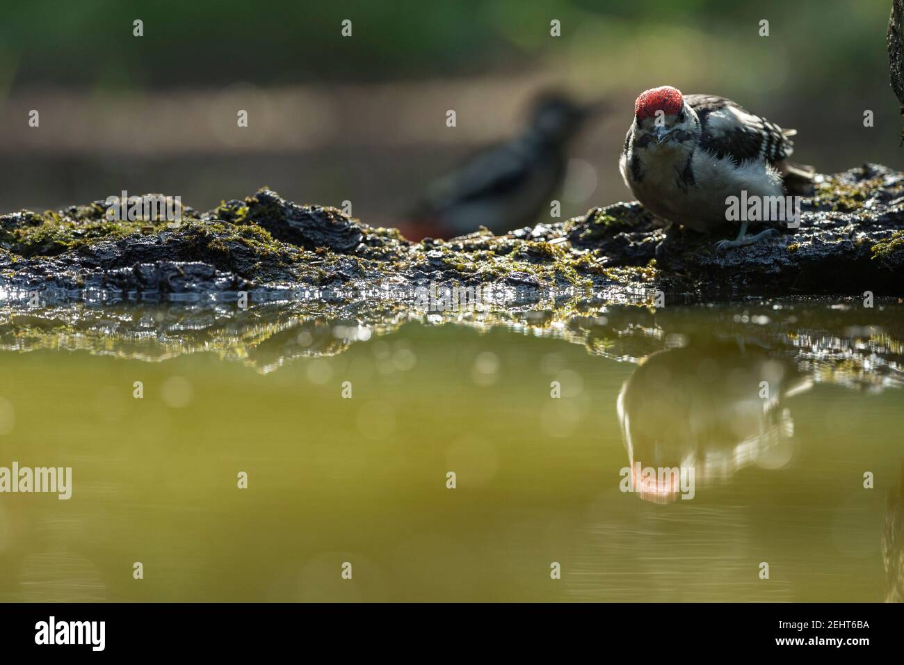 Great spotted woodpecker Dendrocopus major, juvenile at woodland pool, Tiszaalpár, Hungary, June Stock Photo