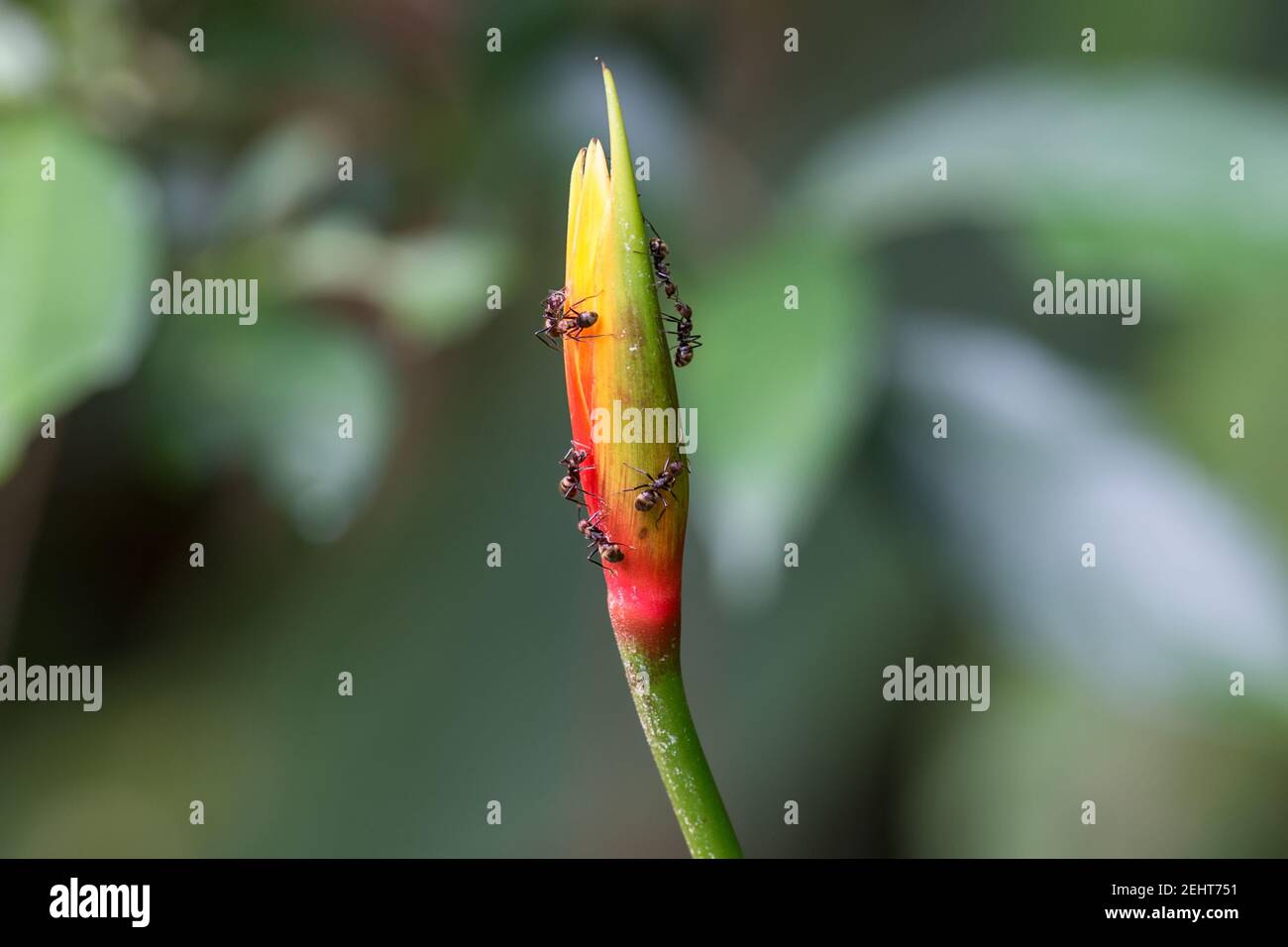 Flower with Bullet ant, Paraponera clavata, Amazon rainforest, Yasuni National Park, Napo River, Ecuador Stock Photo