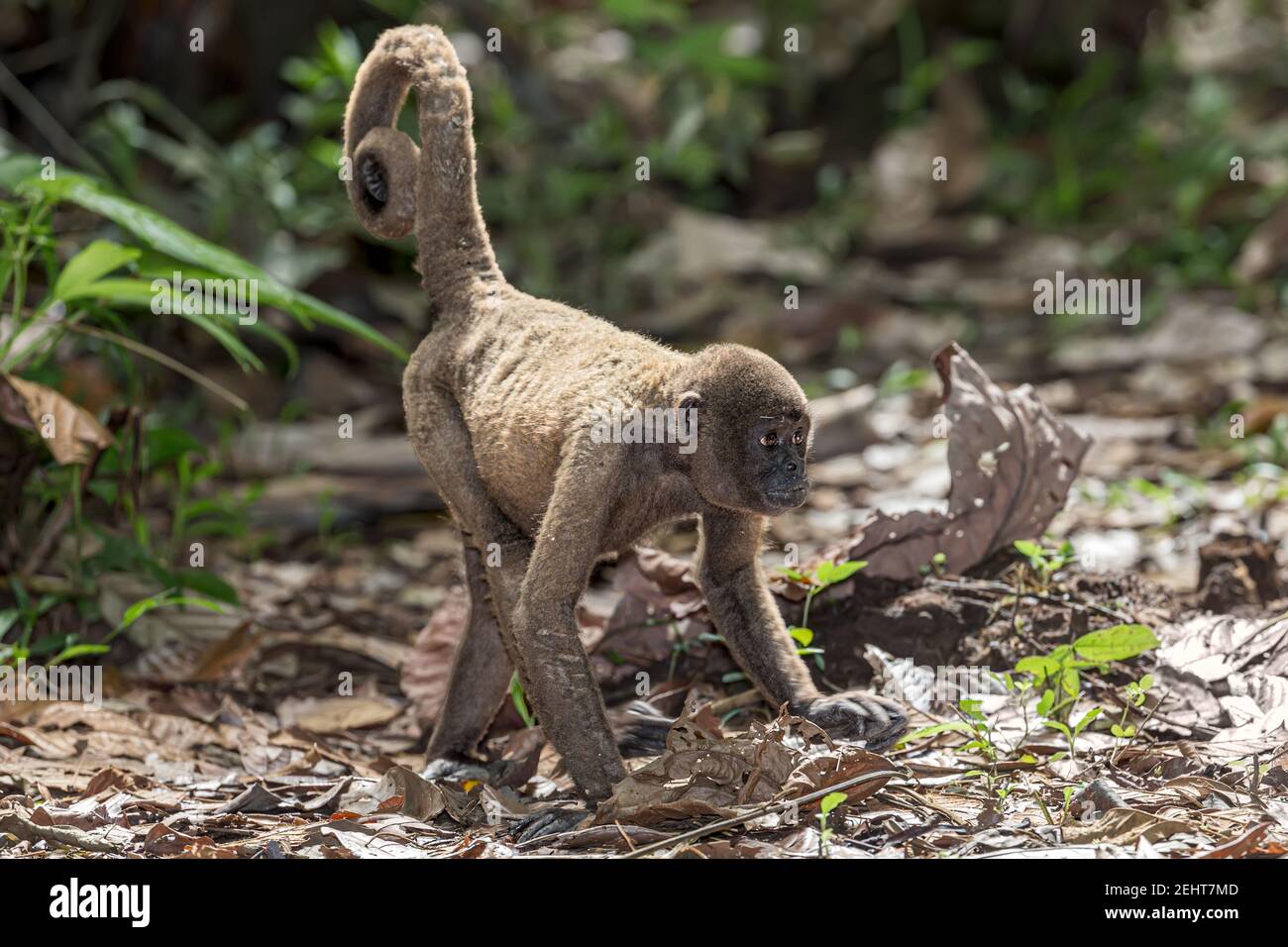Woolly Monkey with skin disease, scabies/mange, Amazon rainforest