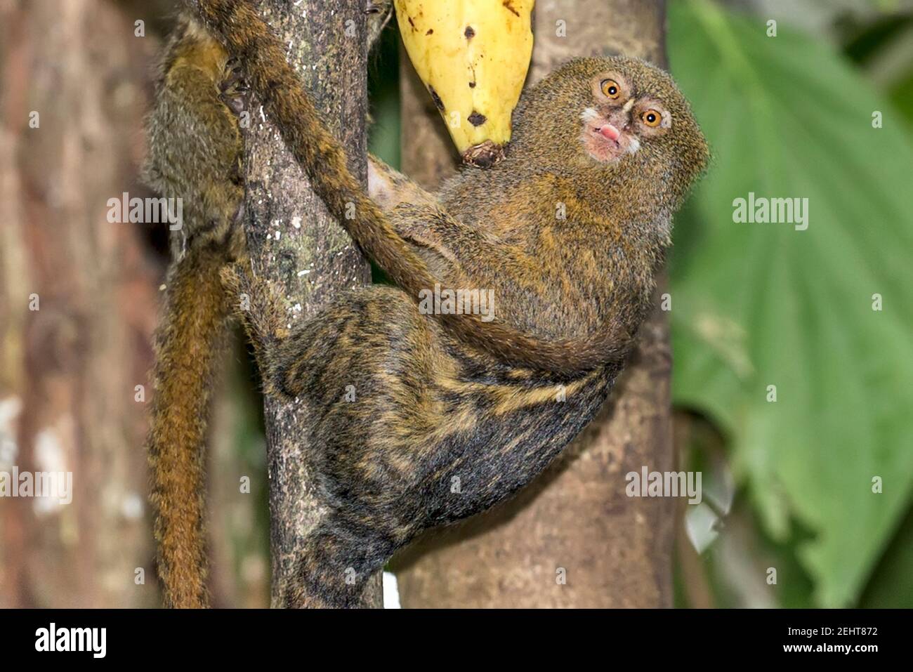 Pygmy Marmoset, Cebuella pygmaea, new world and world's smallest monkey, gum-feeding  specialist, gummivore, tempted by banana, Amazon rainforest, Yas Stock  Photo - Alamy