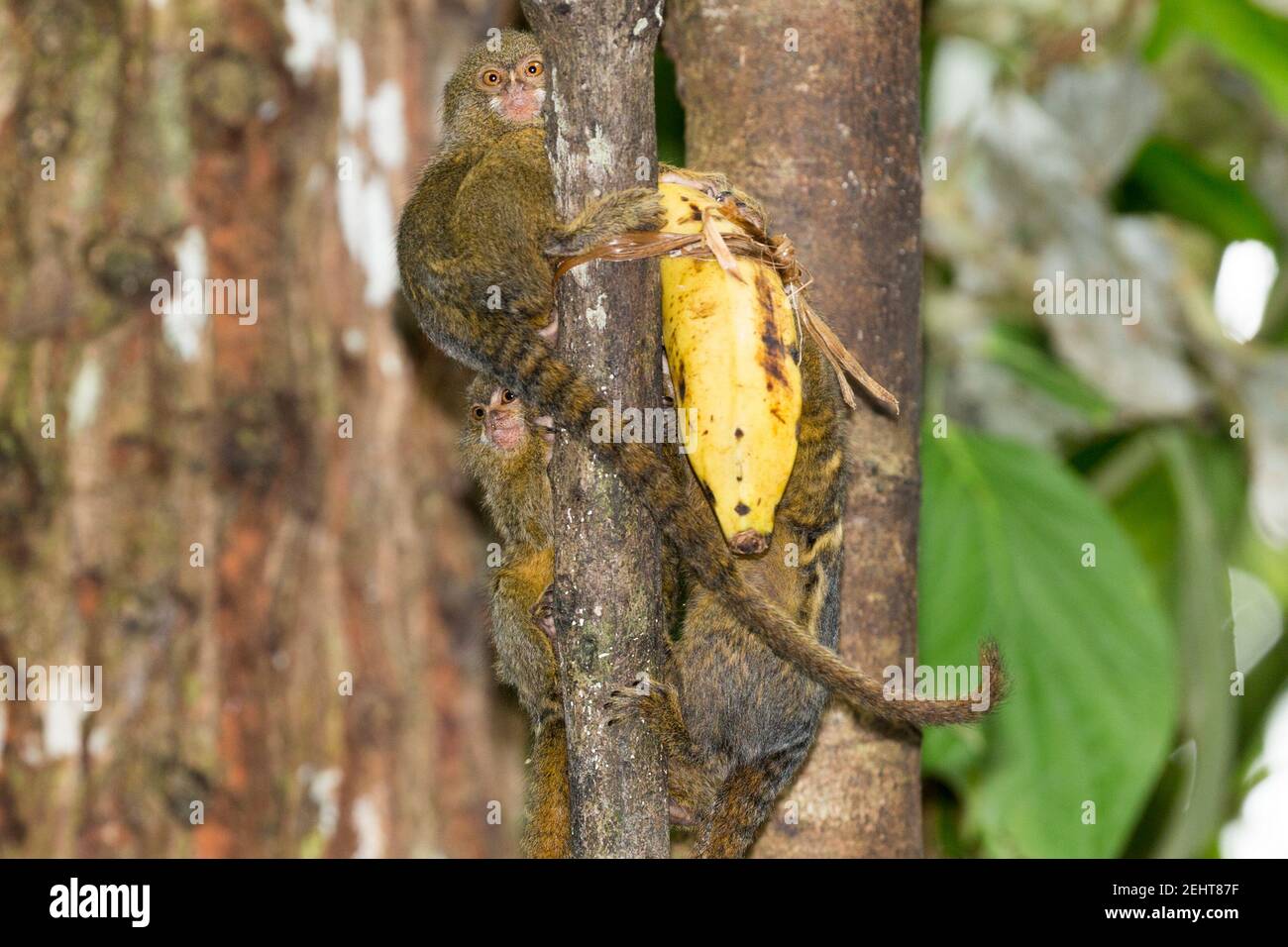 Pygmy Marmoset, Cebuella pygmaea, new world and world's smallest monkey,  gum-feeding specialist, gummivore, tempted by banana, Amazon rainforest, Yas Stock Photo