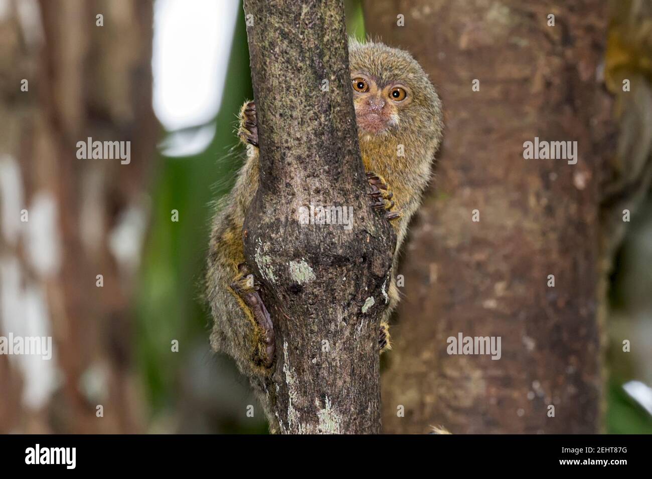 Jungle gum hi-res stock photography and images - Alamy