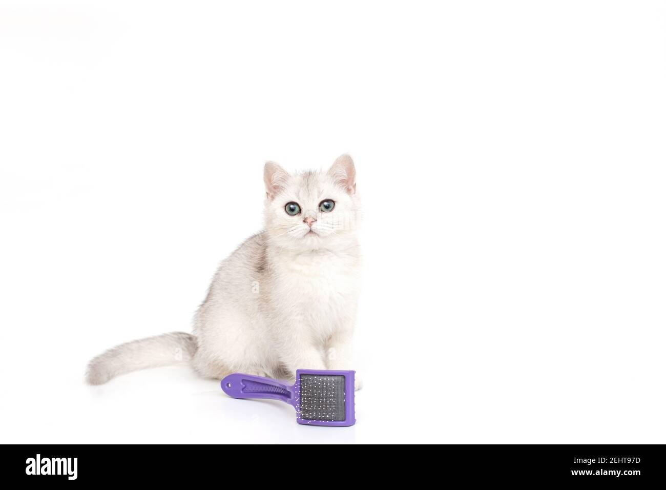 White beautiful kitten of British breed sits on a white background, next to a purple comb for wool. Stock Photo