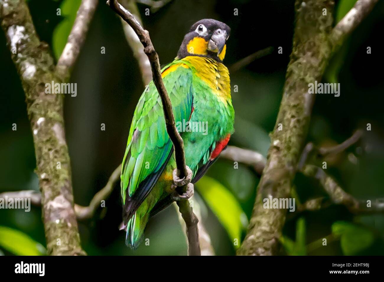 Orange-cheeked parrot, Pionopsitta barrabandi, Saladero de Pericos, Salt/Mineral/Parrot/clay licks, Napo river, Yasuni National Park, Amazon rainfores Stock Photo