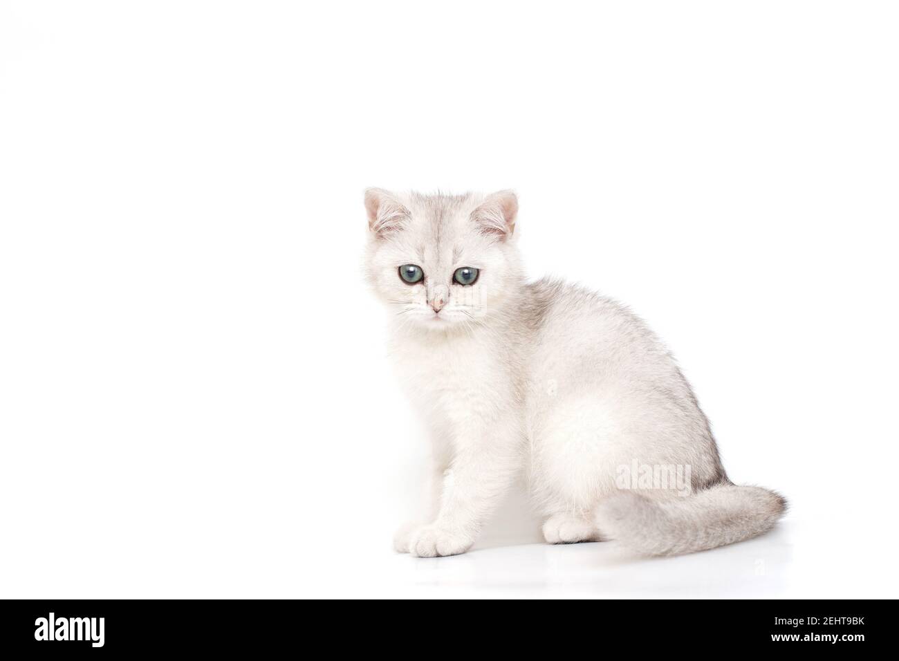 Beautiful calmy white with gray kitten of British breed sits Stock Photo