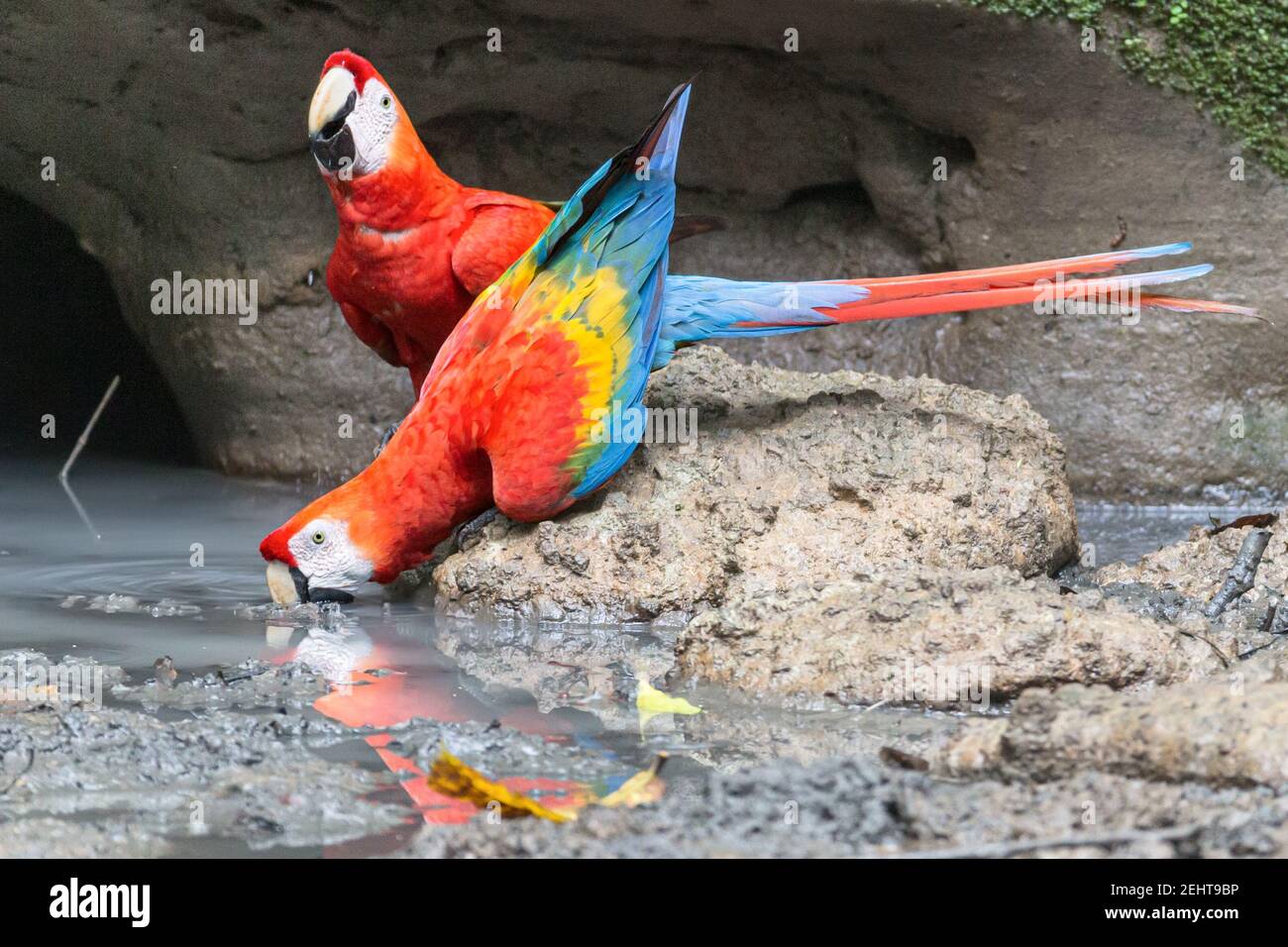 Scarlet Macaw Clay High Resolution Stock Photography And Images Alamy