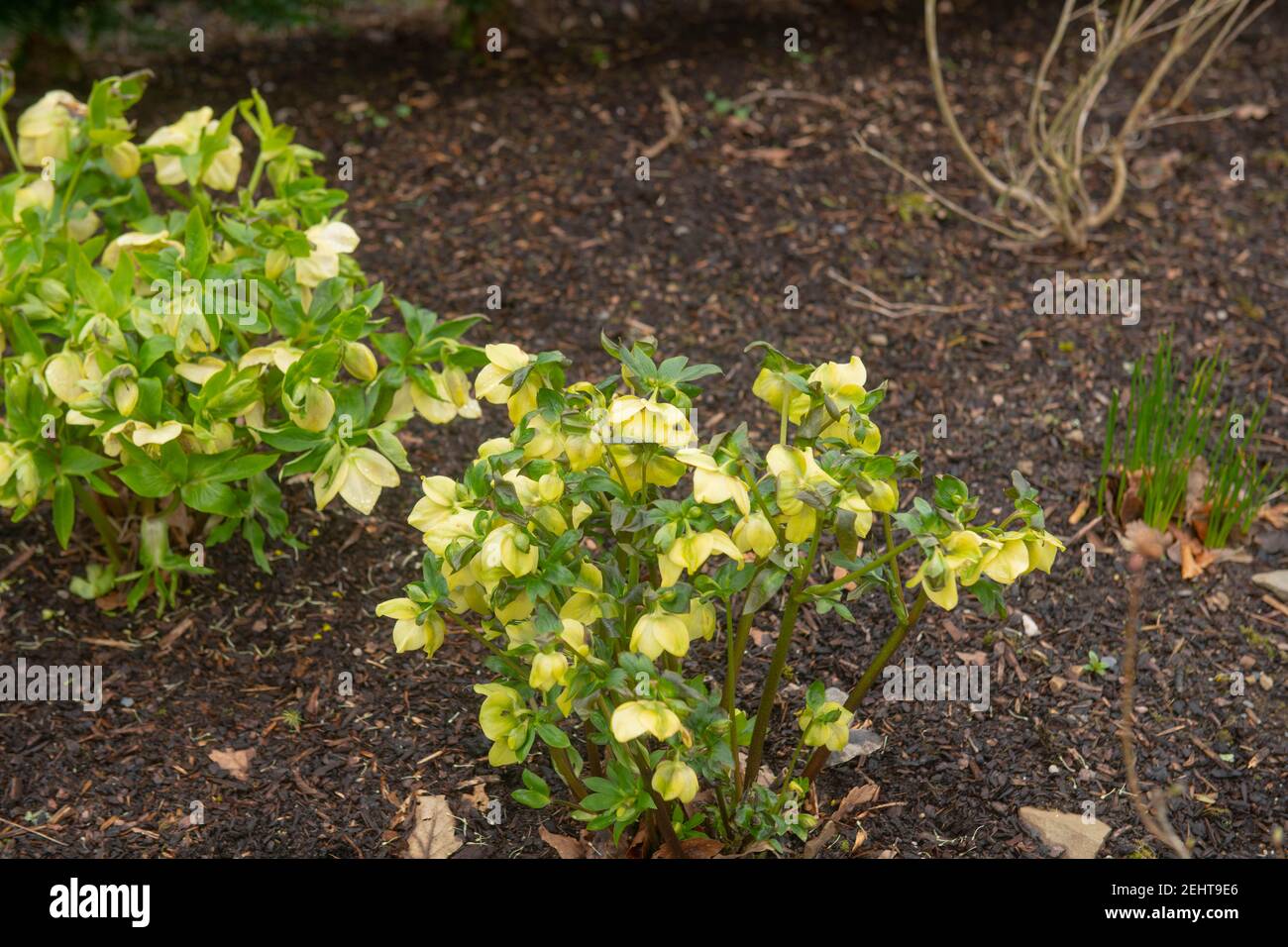 Winter Flowering Bright Yellow Flower Heads on a Lenten Rose or Hellebore (Helleborus x hybridus 'Harvington Yellow') Growing in a Herbaceous Border Stock Photo