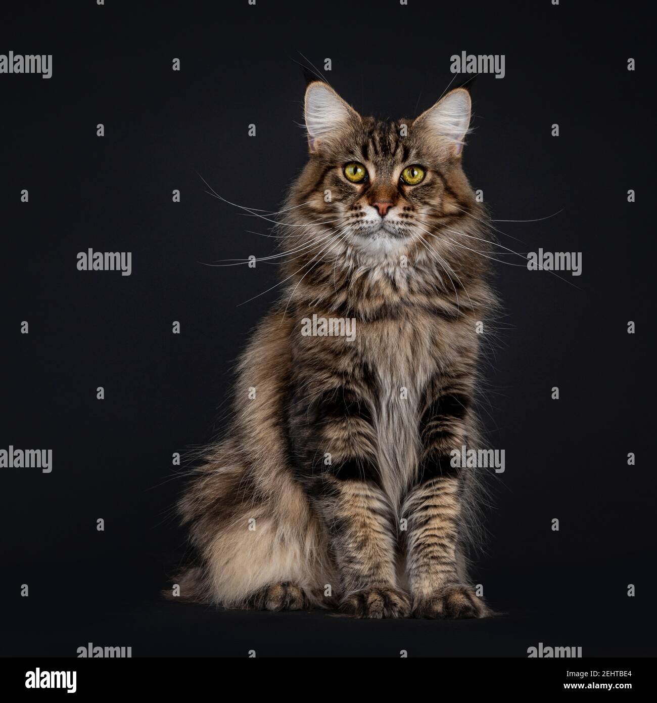 Impressive young adult black tabby Maine Coon cat, sitting facing front. Looking straight to