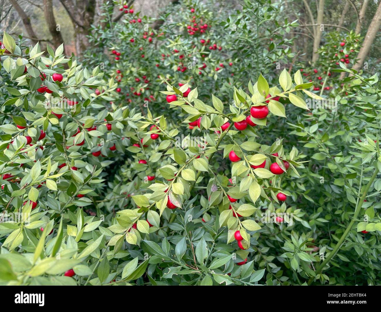 Lush Winter Green Foliage and Red Berries on the Evergreen Butcher's Broom Shrub (Ruscus aculeatus 'Hermaphrodite') Growing in a Woodland Garden Stock Photo