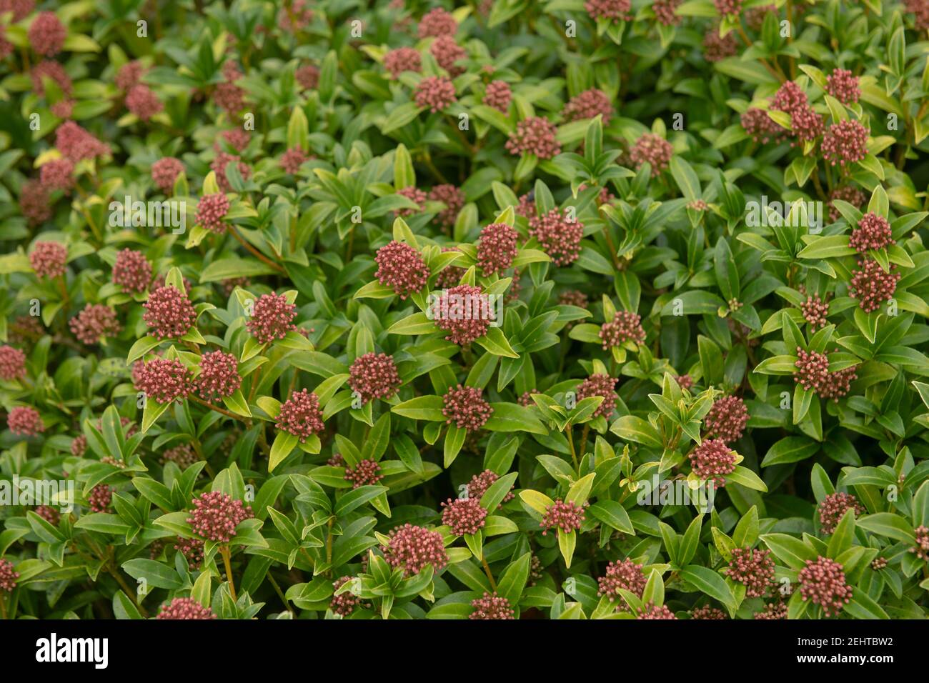 Winter Foliage and Pink Flower Buds of an Evergreen Japanese Skimmia Shrub (Skimmia japonica 'Godrie's Dwarf') Growing in a Country Cottage Garden Stock Photo