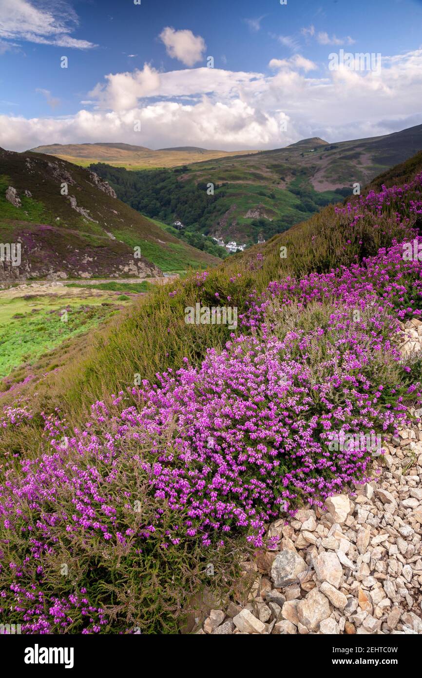 Purple heather at Sychnant Pass, North Wales Stock Photo