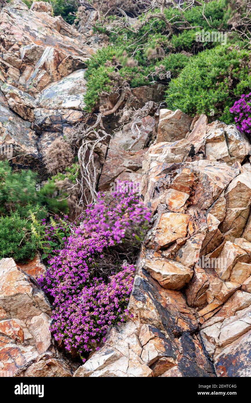 Purple heather at Sychnant Pass, North Wales Stock Photo
