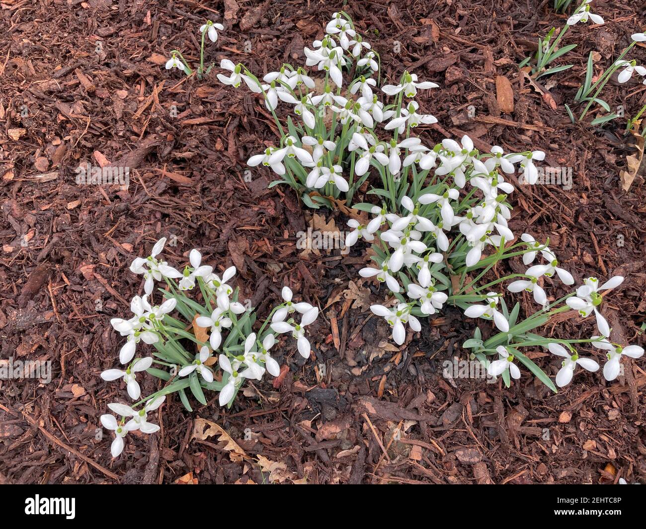 Group of Winter Flowering White Snowdrops (Galanthus) Growing in a Herbaceous Border Surrounded by Mulch in a Country Cottage Garden in Rural Devon Stock Photo
