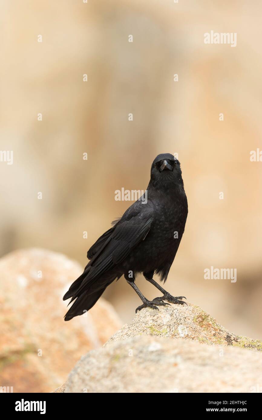 Crows on rocks hi-res stock photography and images - Alamy