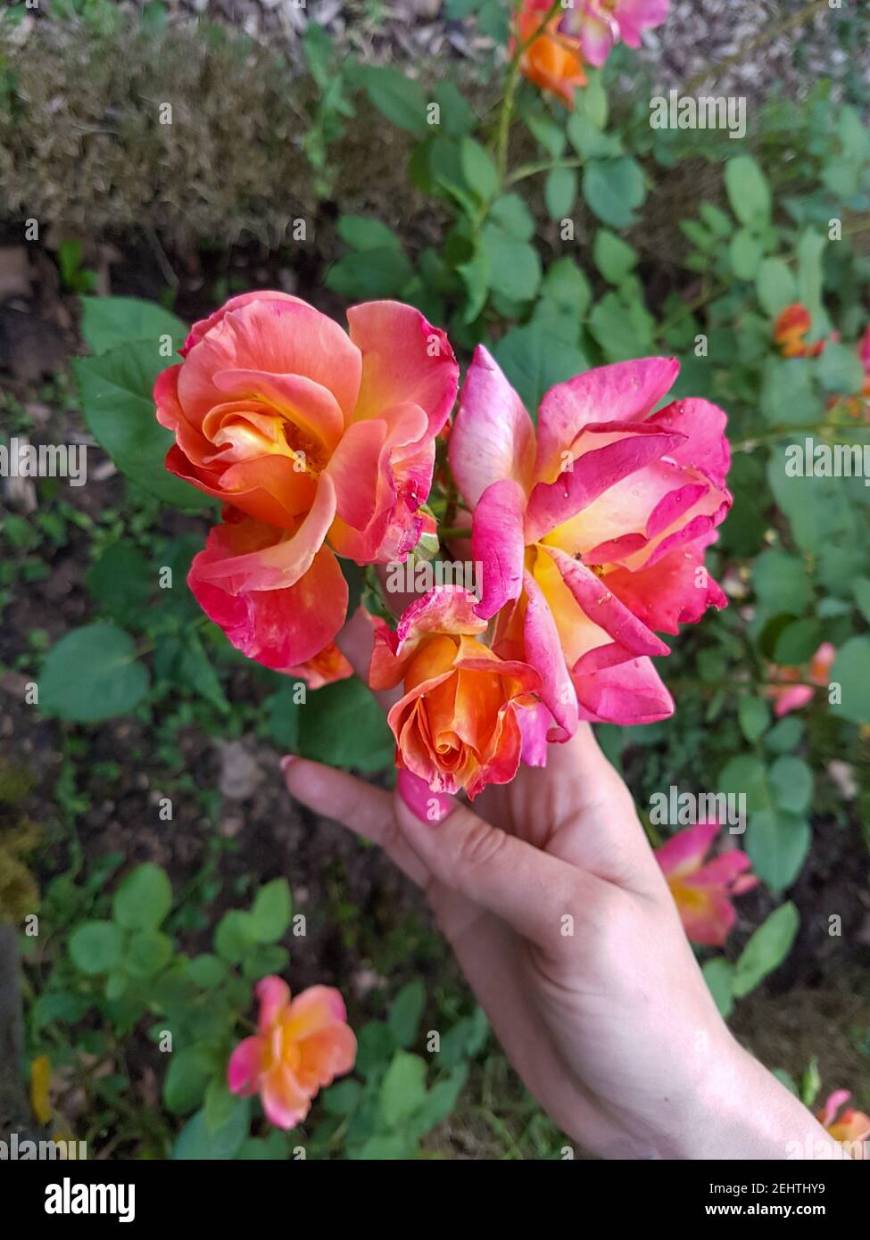 A hand holding a flower High photo Stock Photo