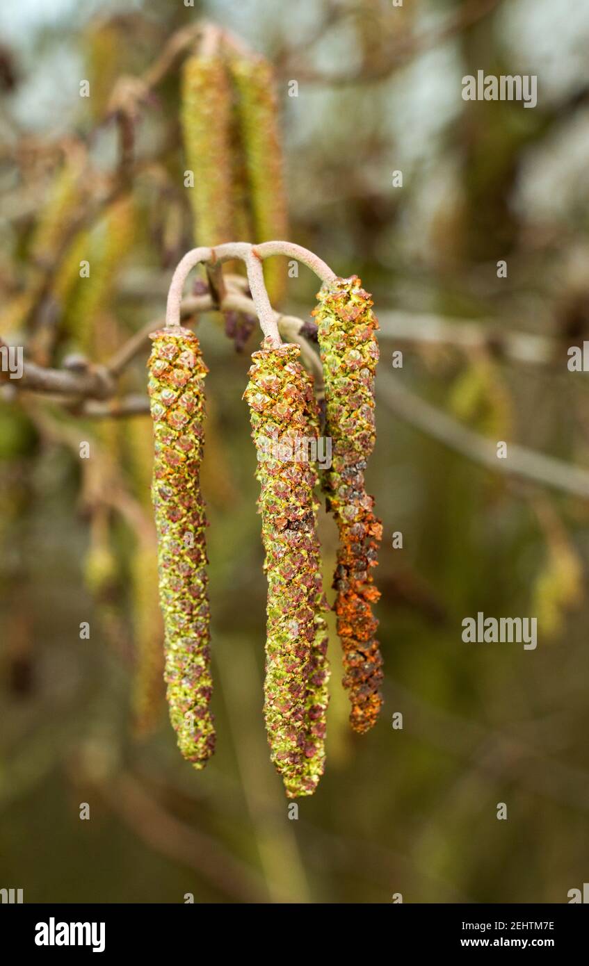 The flowering male parts of the Alder (catkin) start to develop in latter parts of winter and is one of the earliest UK trees to flower and pollinate. Stock Photo