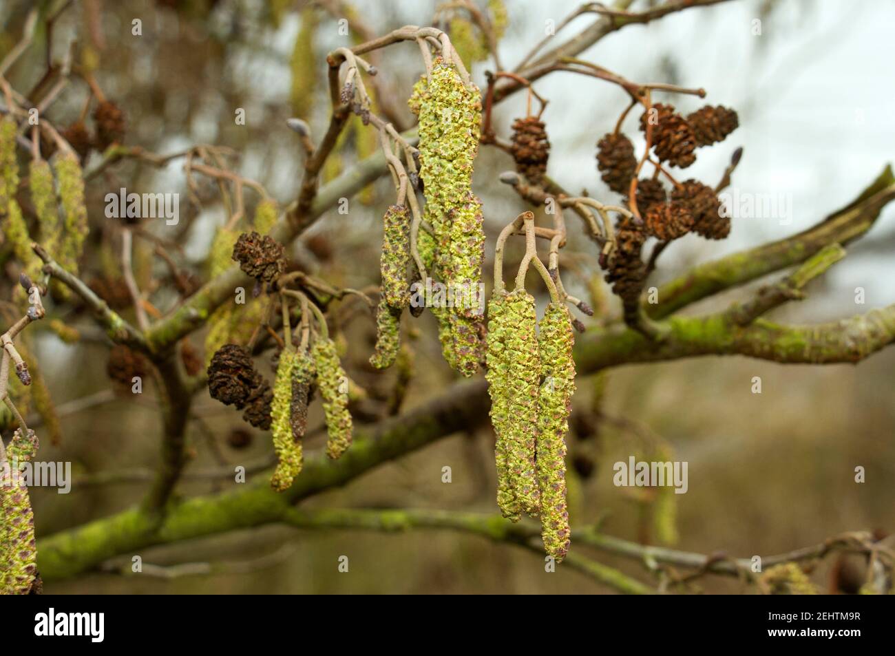 The flowering male parts of the Alder tree, the 'Catkin', start to develop in late winter and is one of the earliest UK trees to flower and pollinate. Stock Photo