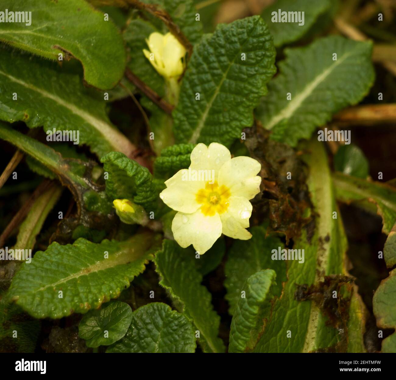 The Primrose is an early flowering perennial of the Primula family. They stand out on the floor of the UK's woodlands in late winter and early spring. Stock Photo