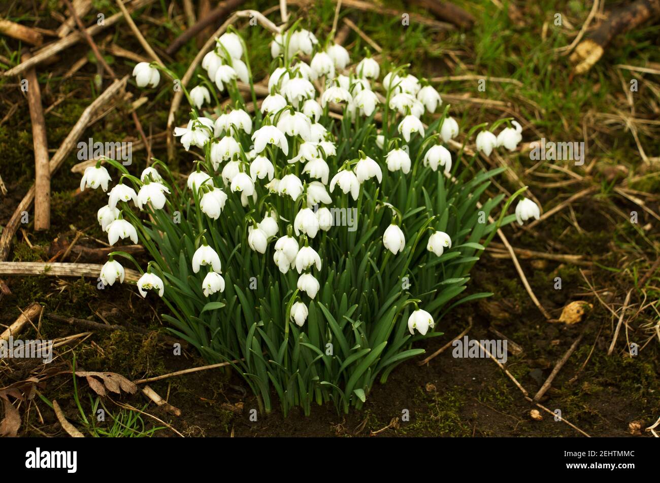 One of the first flowers to burst forth on the woodland floors in late winter is the bright white of the Snowdrop, a member of the Alliaceae family. Stock Photo