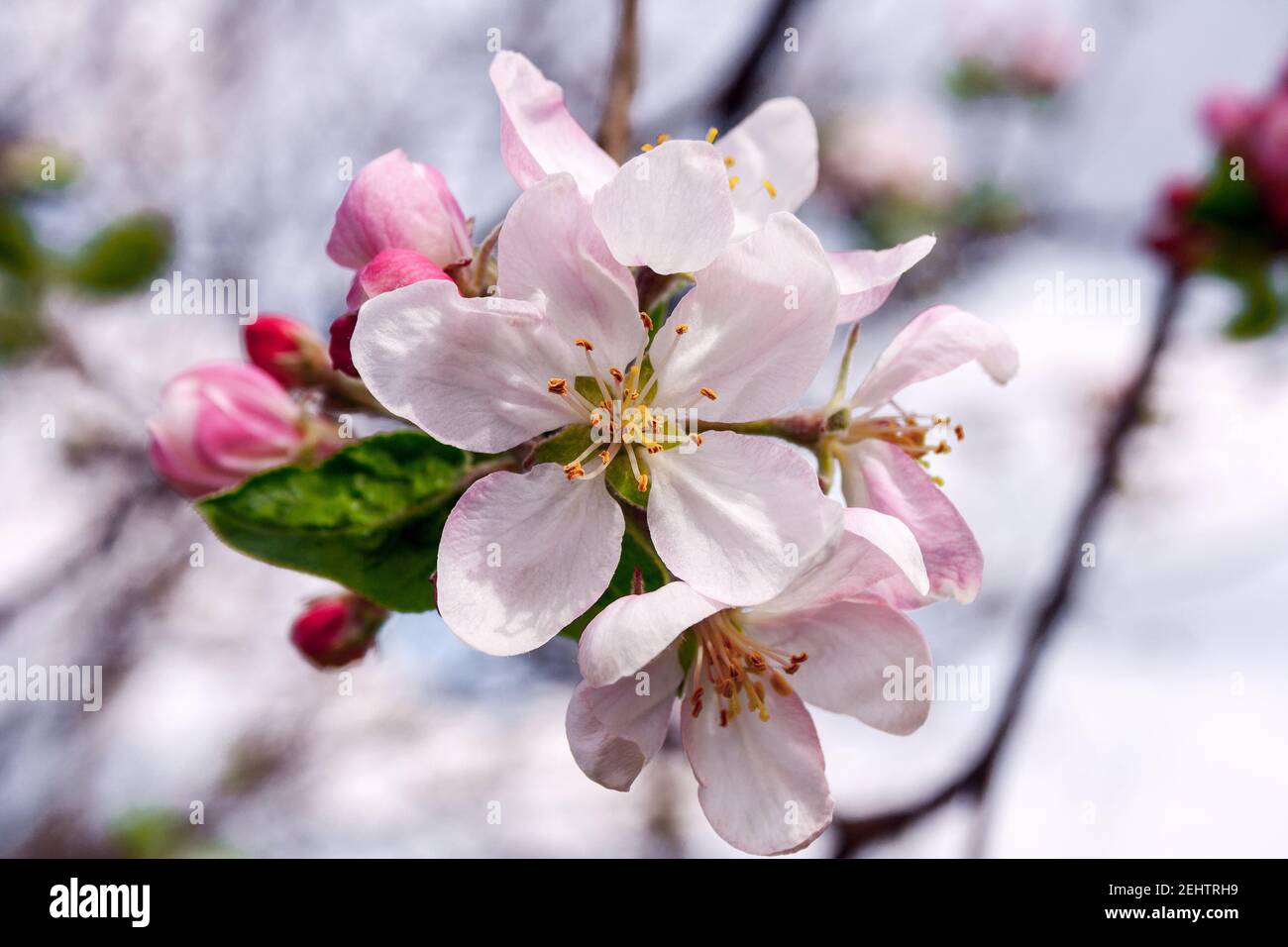 open flower and buds of Apple tree flowers Stock Photo
