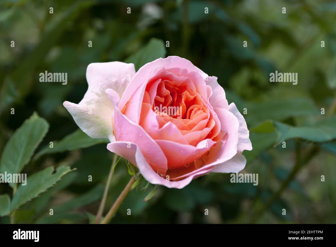 Fully open, gently pink with many shades of lovely rose flower plant ...