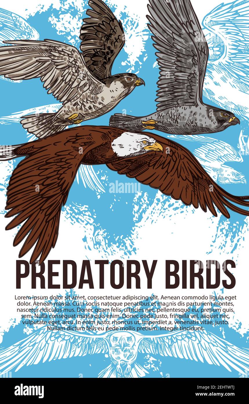 Avian Raptors Poster - the Birds of Prey: Hawk, Eagle, Buzzard, Falcon and  more.