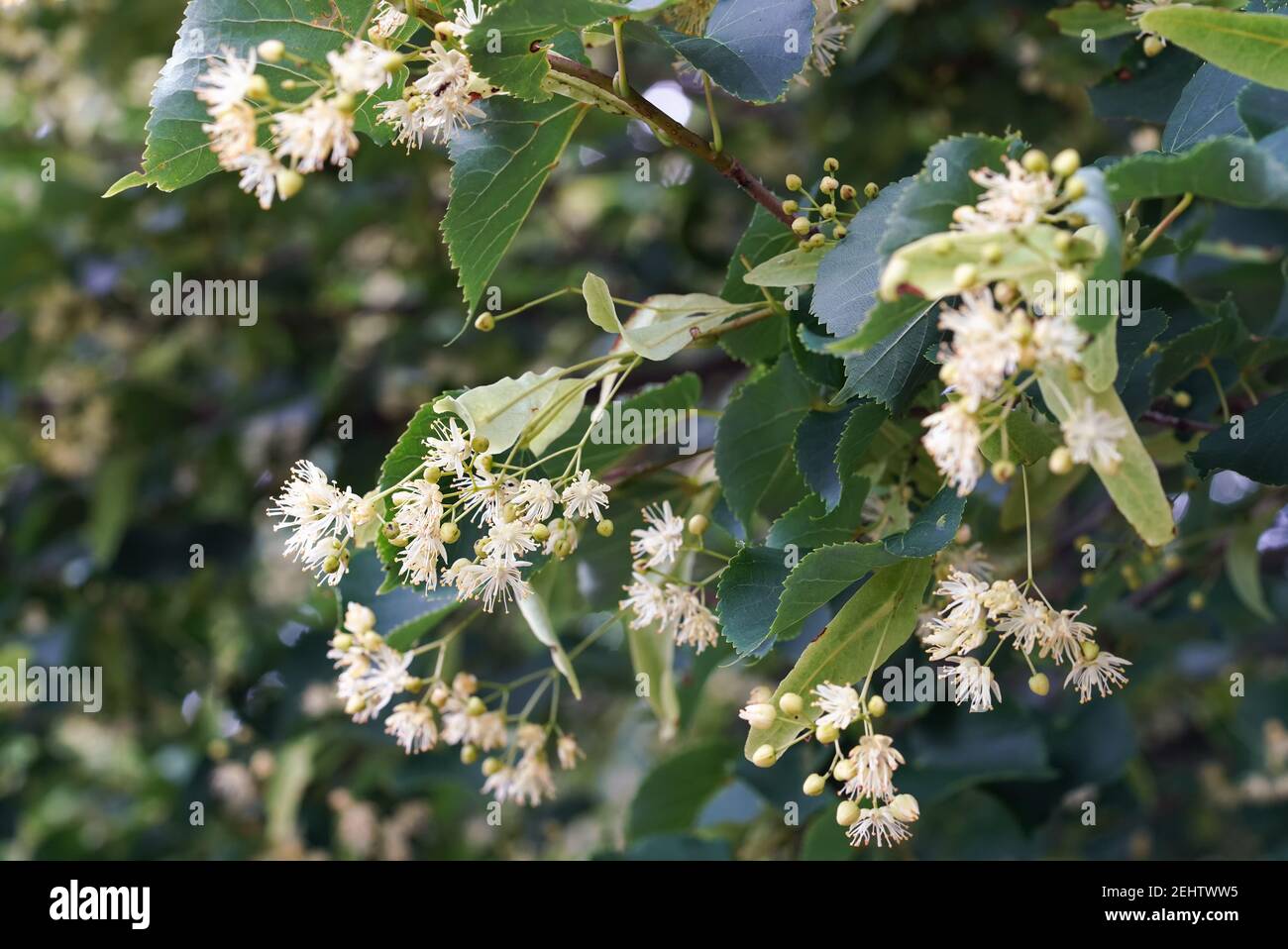 Tilia cordata hi-res stock photography and images - Alamy