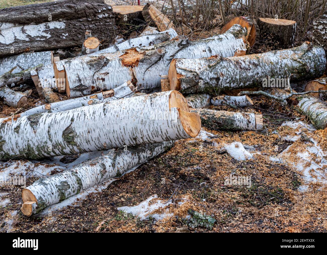 The birch tree is felled in spring Stock Photo