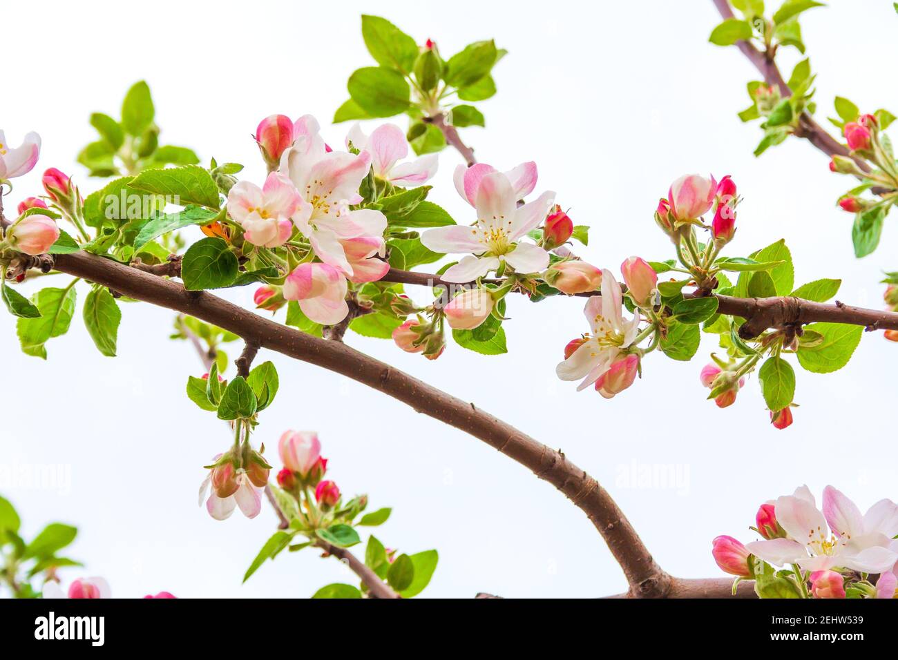 Blossoming beautiful fragile flowers and gorgeous flower buds on a separate branch of the Apple tree Stock Photo