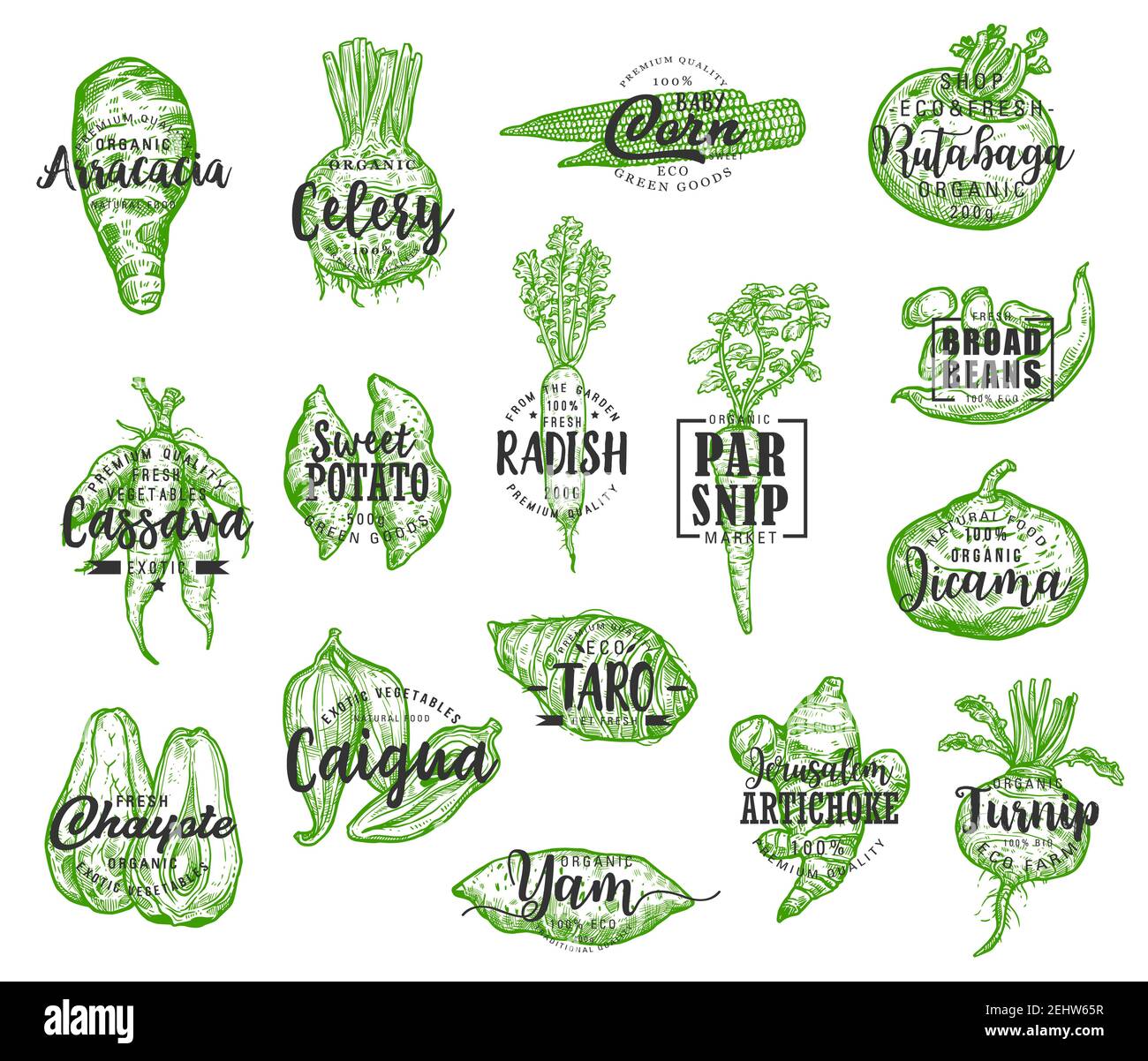 Organic food, vector vegetables silhouettes and lettering. Arracacia and celery, corn and rutabaga, cassava and potato, radish and parsnip, jicama and Stock Vector